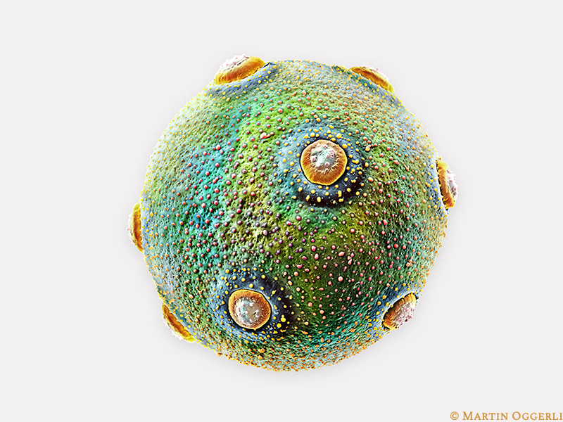 Plantain Pollen