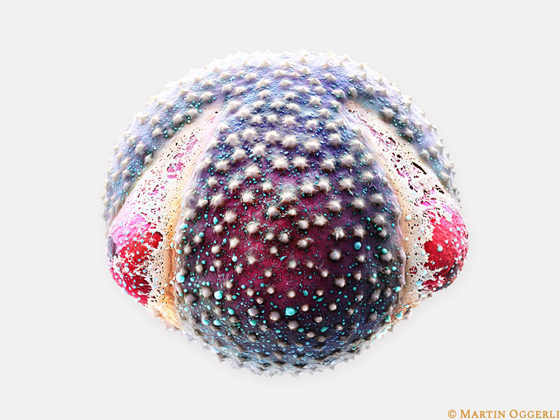 Oak Pollen