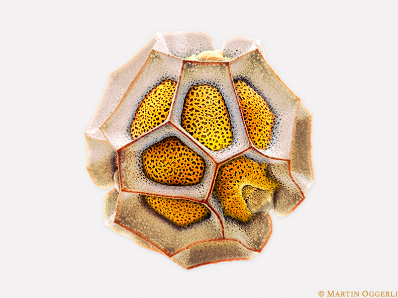Treasure Flower Pollen