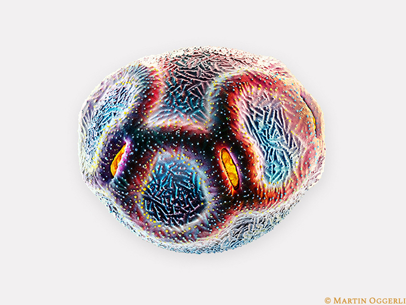 Alnus Pollen
