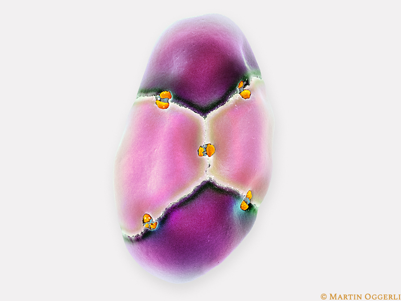 Silkvine Pollen