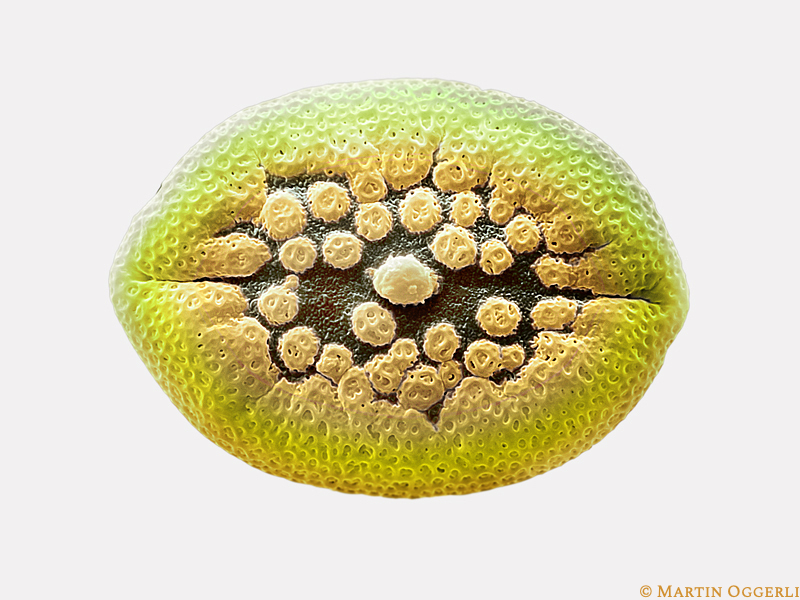 Firecracker Flower Pollen